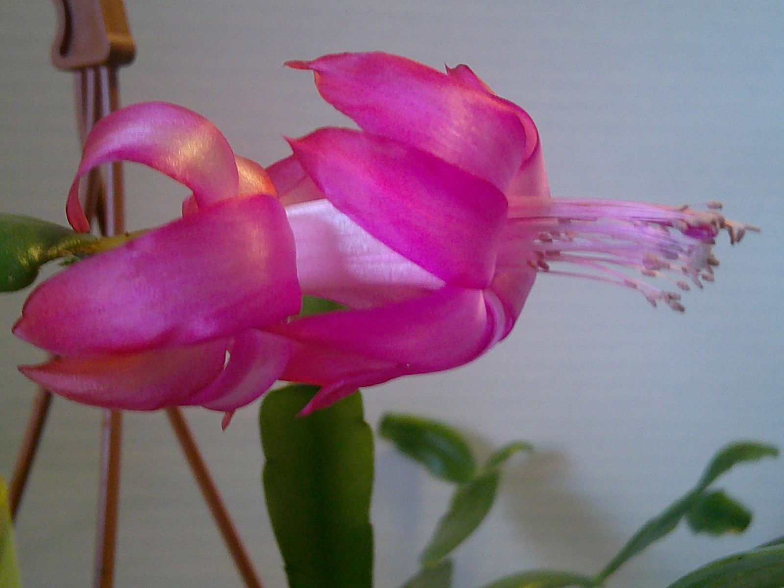 Madame Ed Andre – Thanksgiving/Christmas Cactus Schlumbergera