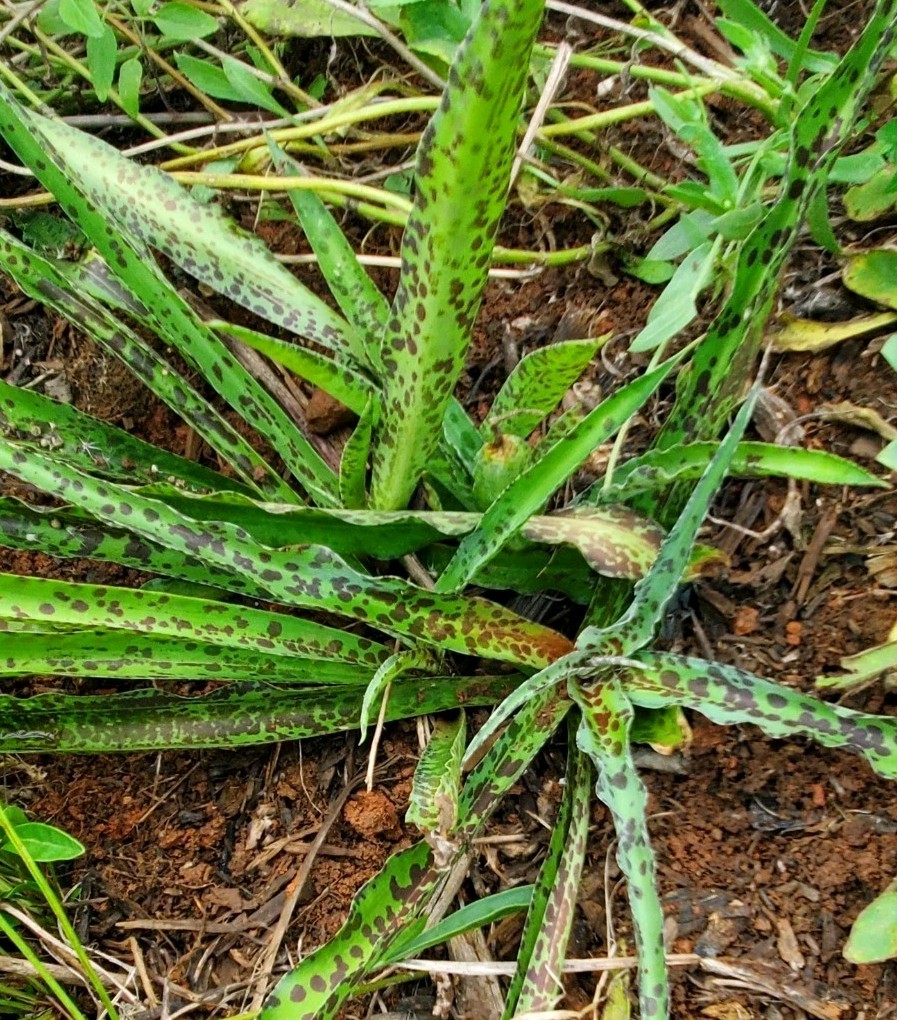 Manfreda maculosa 4 inch plants