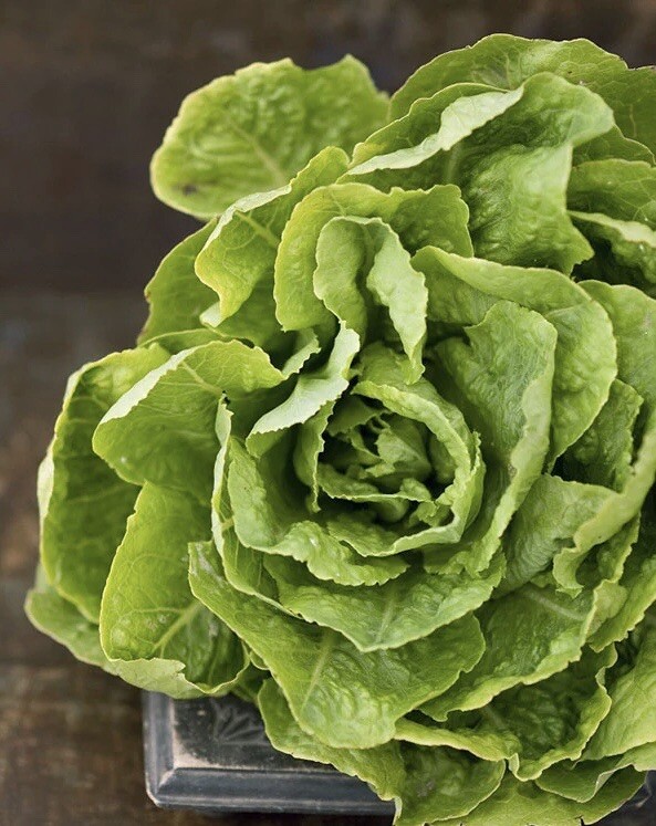 1000+ Lettuce Seeds (Buttercrunch) | Heirloom – NON GMO | USA FREE SHIPPING.