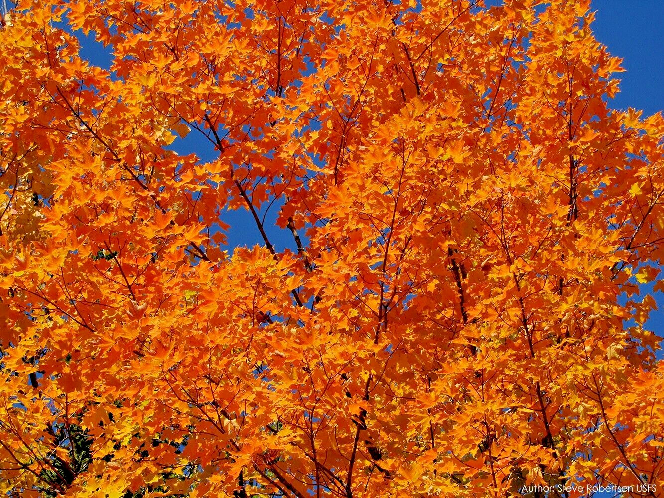 Northern Sugar Maple Tree | Premium Seeds | Acer saccharum ‘Fall’ | Plants’®
