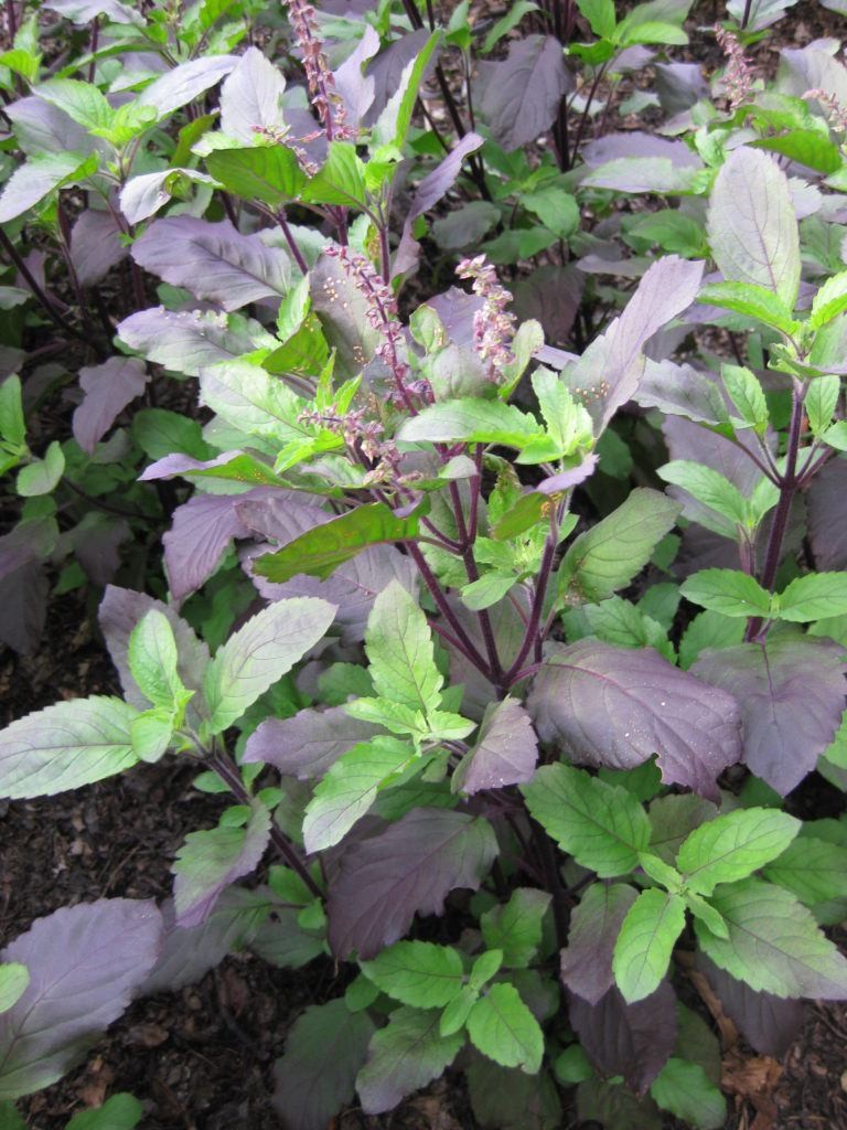Red Leaf Thai Holy Basil Seeds | Krishna Tulsi Kraphao กะเพรา Asian Seed 2023