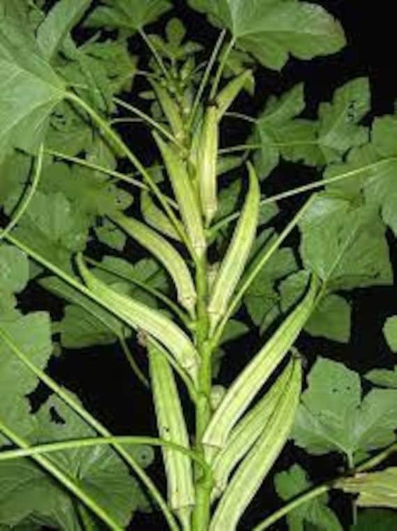 Heavy Hitter Okra Seeds COMBINED S/H