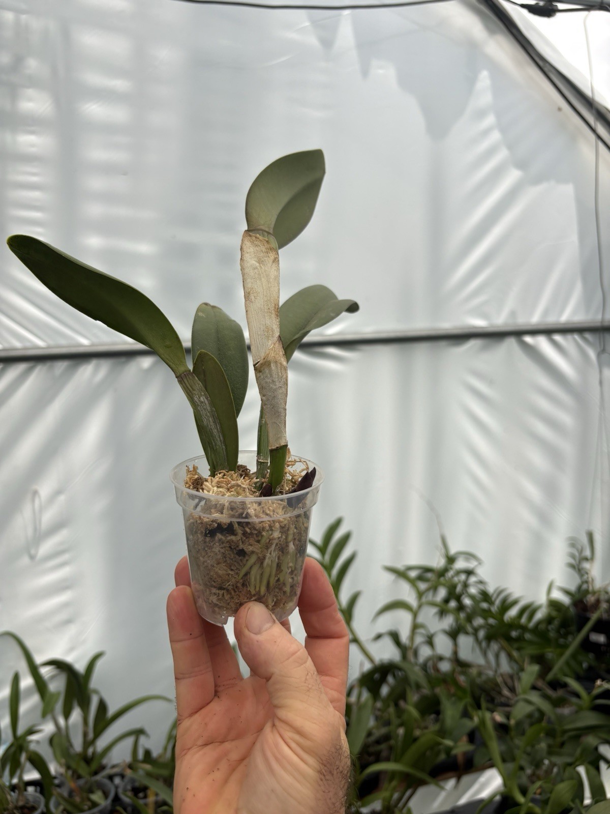 Rlc. Duhs White ‘Peppa Pig’ – Hard-To-Find Orchid Hybrid – 3” Pot – Divisions