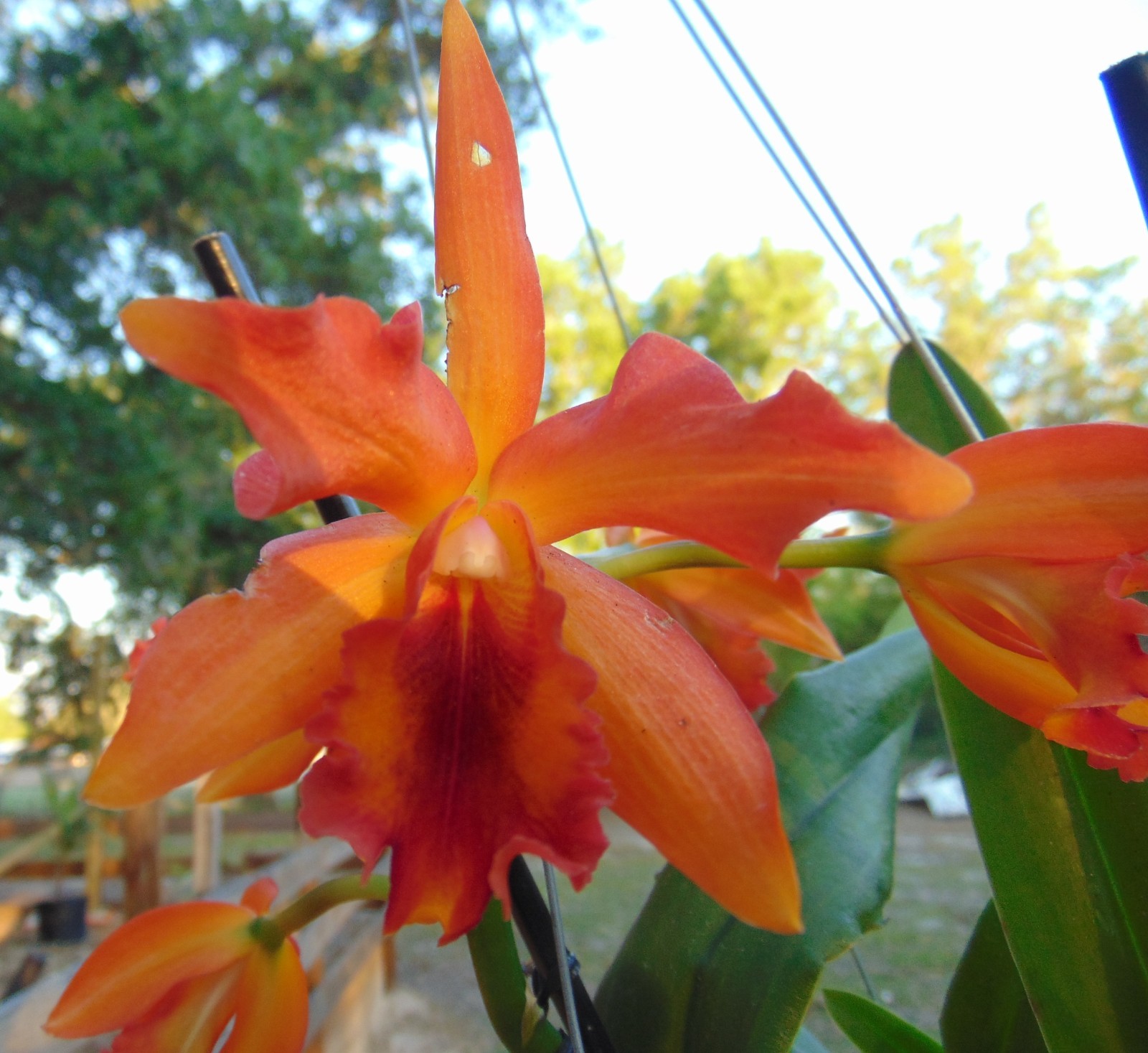 Rth. Love Passion Bloom size 6″ pot LARGE PLANT