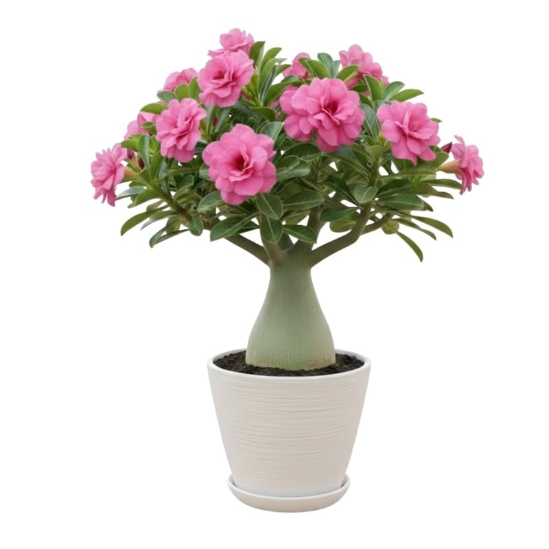 2 Red Desert Rose Live Plants 3-6 Inch Tall, Adenium Tropical Succulent