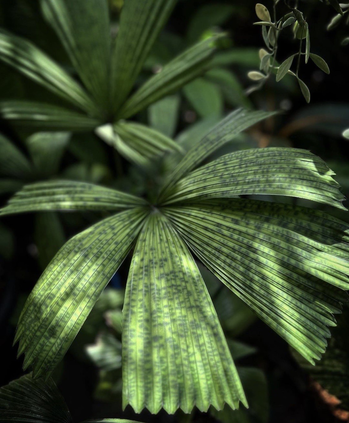 Lanonia Dasyantha “Vietnamese Paradise Palm” *Rare*