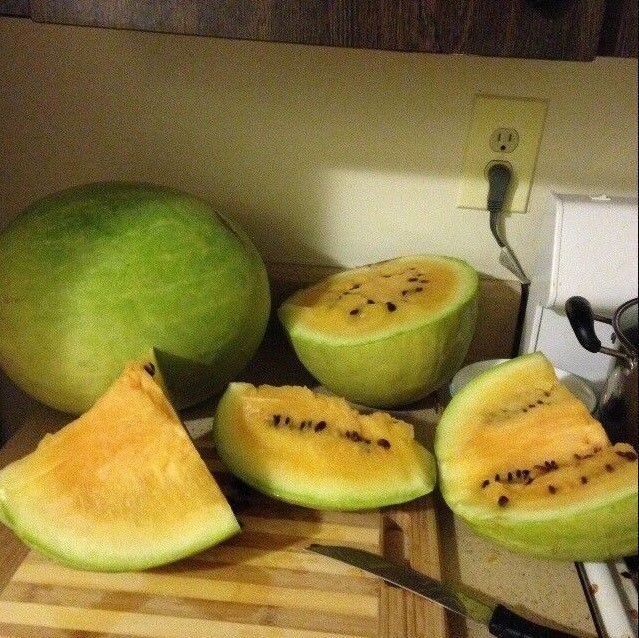 Missouri Heirloom Yellow Flesh 7 Seeds Rare Watermelon Heirloom good shelf life