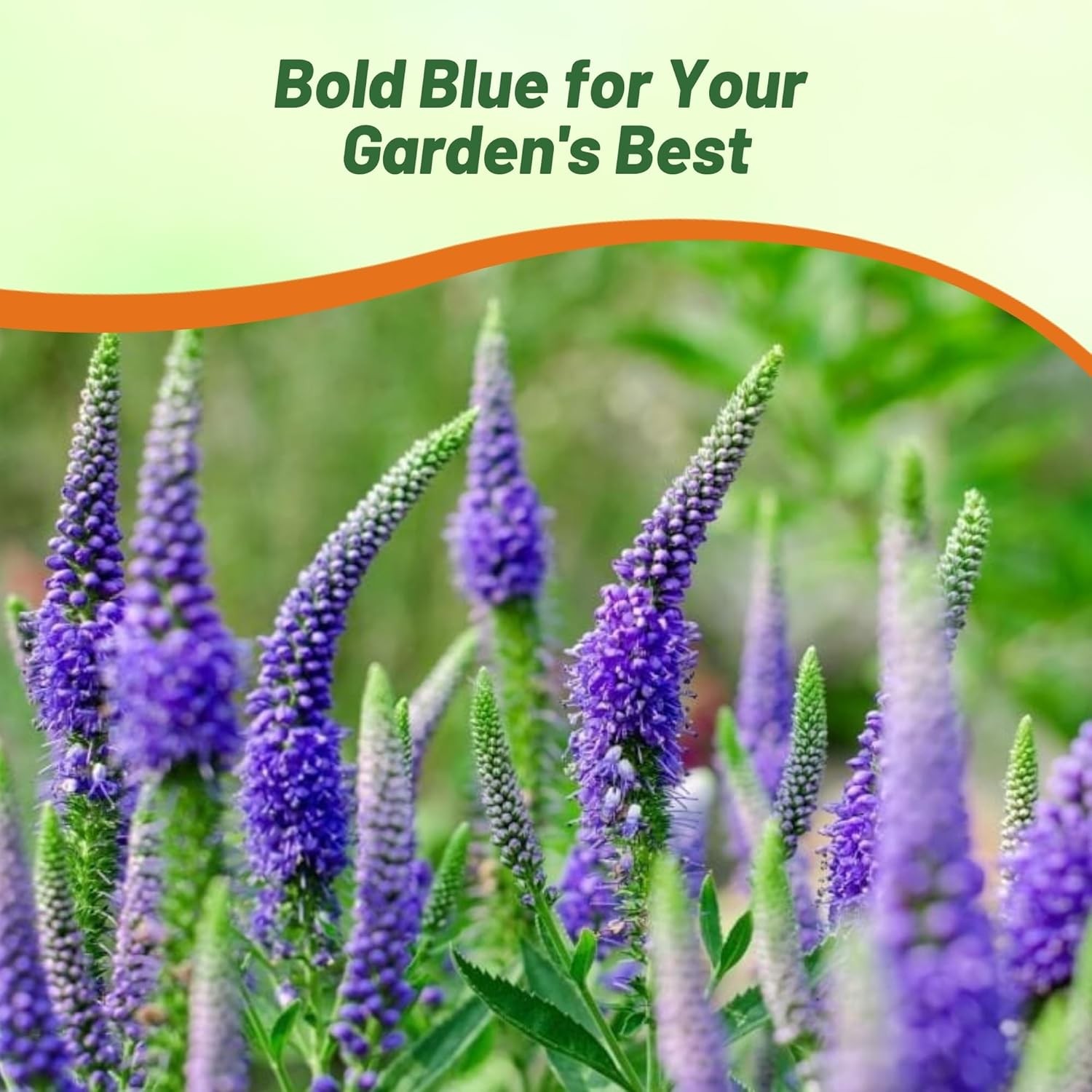 2000 Seeds Veronica Seeds – Spike Speedwell Flower Seed