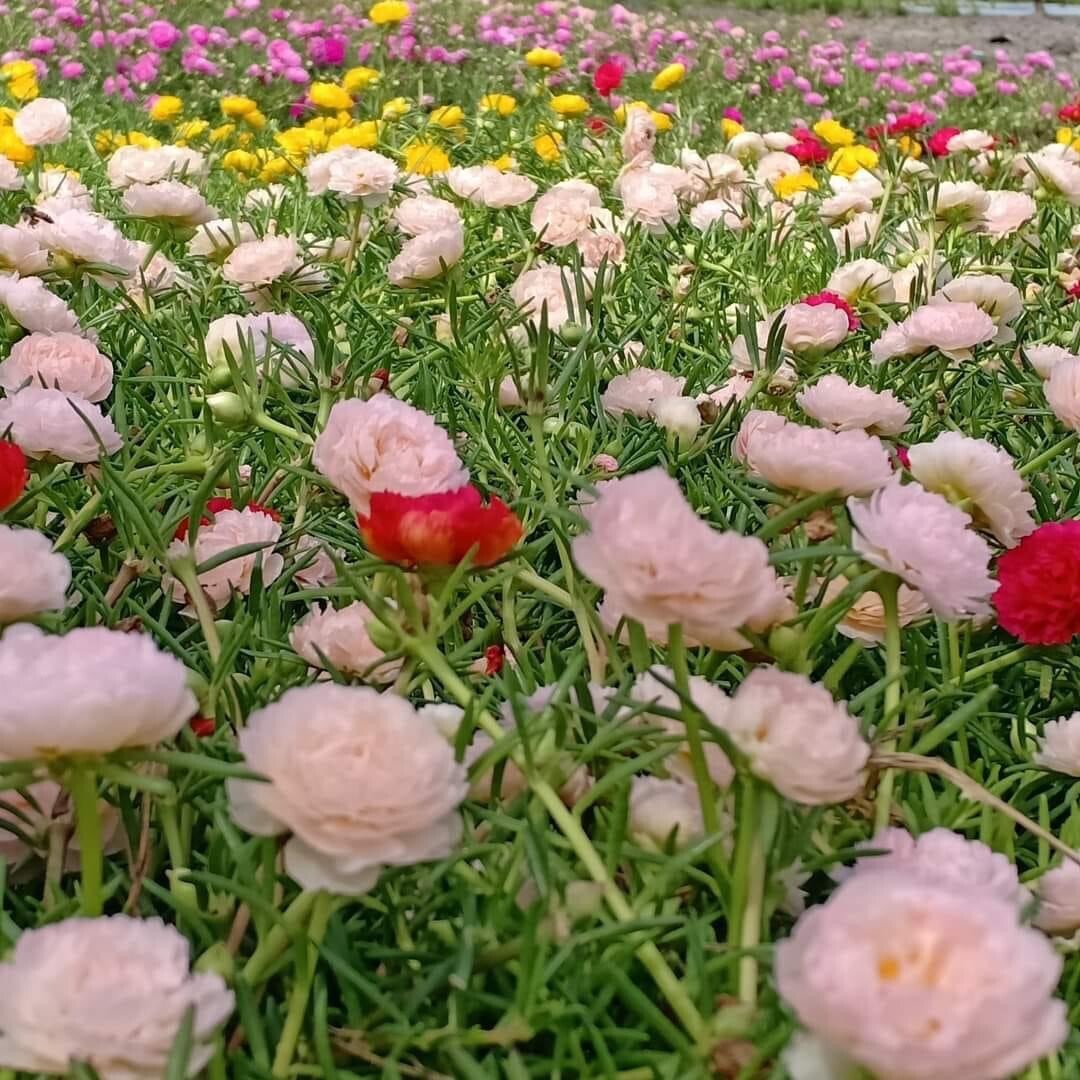 Random mixed colors of Portulaca