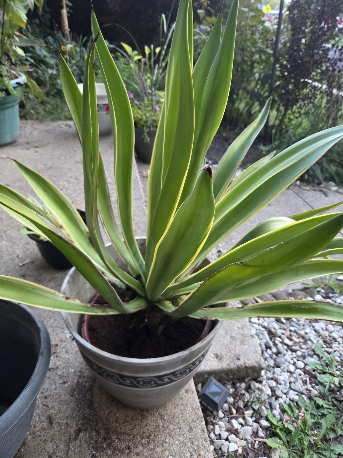 Agave Verigated Green & Yellow Pups 5 Bare Root. FREE SHIPPING