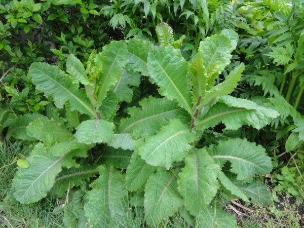 Wild Lettuce (Lactuca virosa) & Prickly Lettuce (L. serriola) Buyer Gets Both
