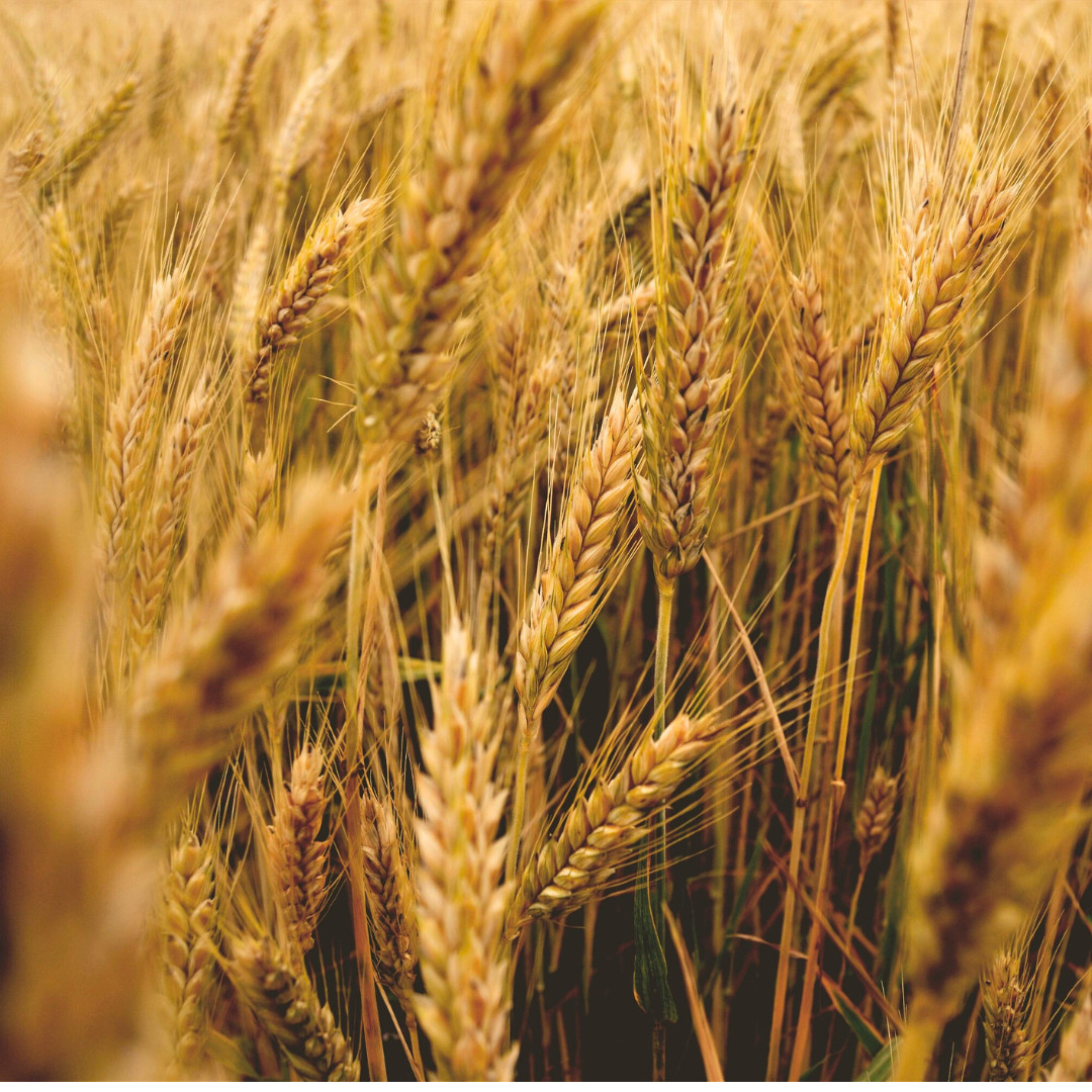 Fresh Wheat Seeds | Hard Red Winter | Organic | Heirloom Non-GMO | Grain Seeds