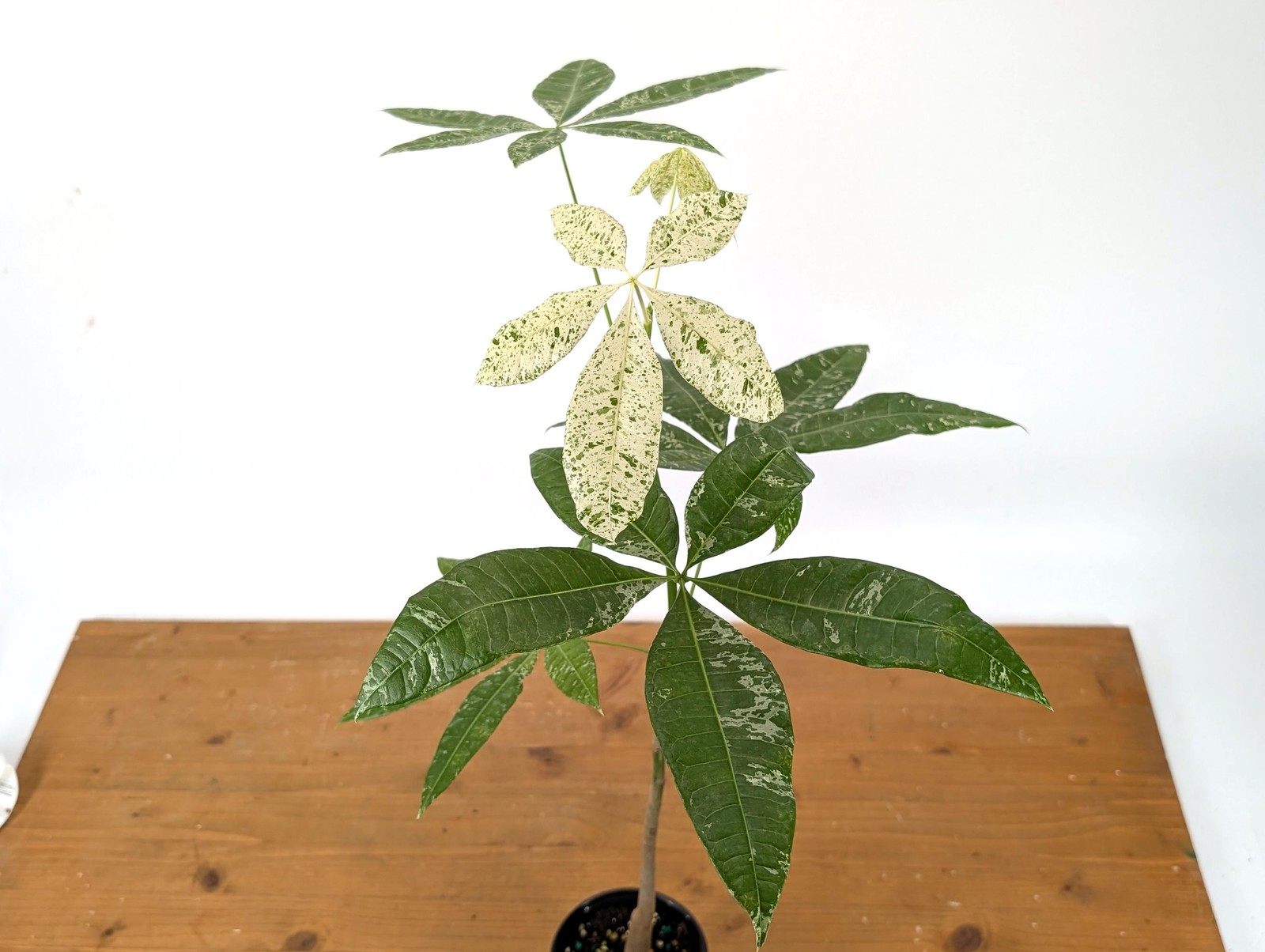 Albo Milky Way Variegated Money Tree (Pachira) 4” pot