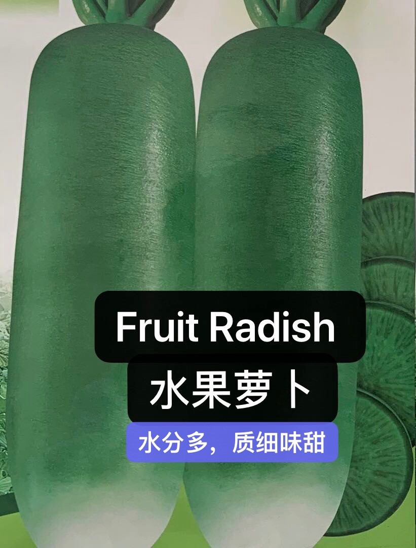 300+ Green Radish Seeds 300多粒水果青萝卜种子 2023年产新种子