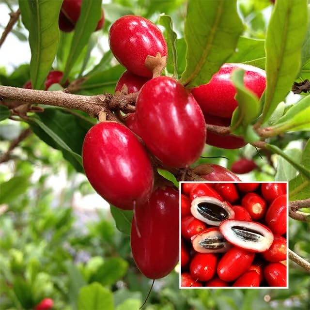 Miracle Berry Seeds – 35 Count – Fresh Synsepalum dulcificum Tropical Red