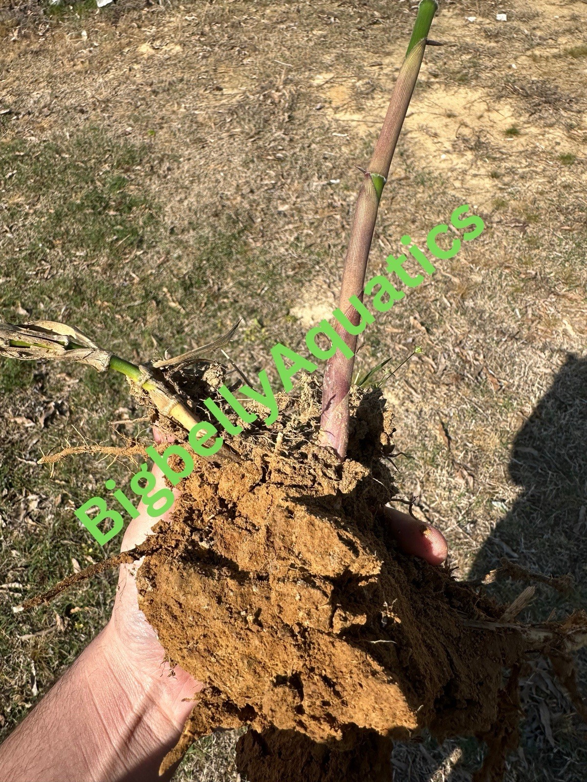 Rare Giant Gray bamboo – Phyllostachys nigra ‘Henon – Live Rhizome