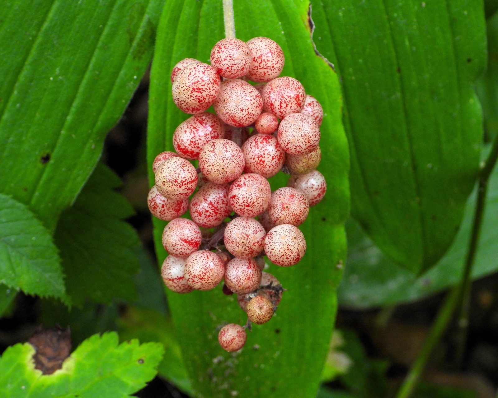 10 SOLOMON’S SPIKE White Western False Seal Maianthemum Racemosum Flower Seeds