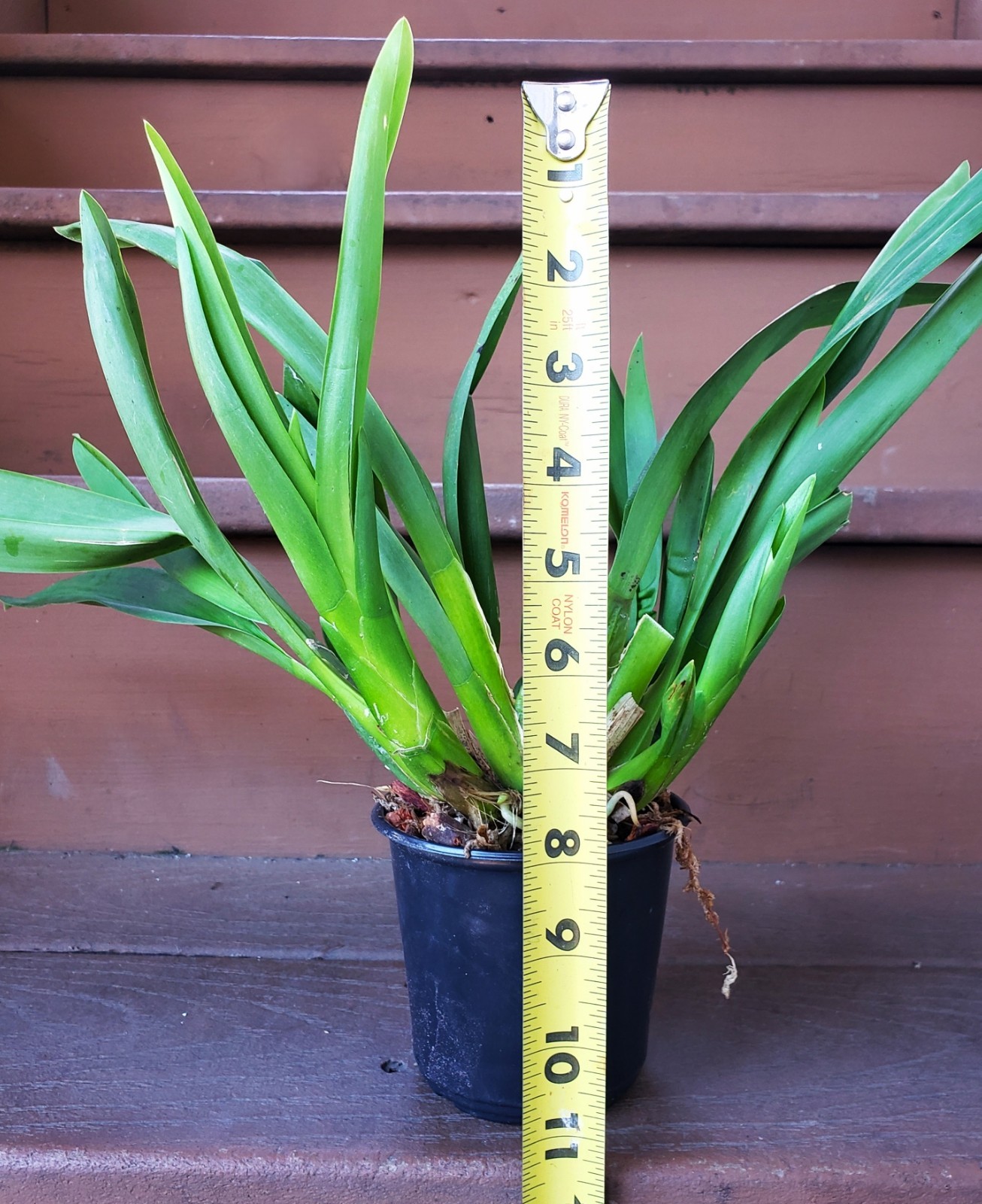 The Catatante ‘Sun King’ Orchid – Beautiful colorful blooms – Easy to grow !