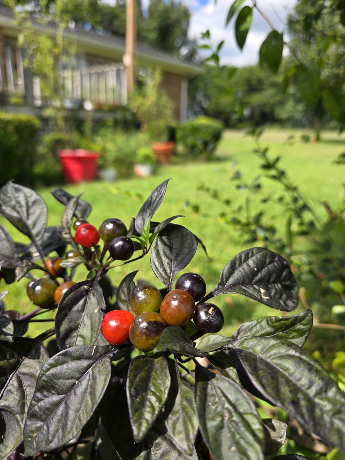 Black Pearl Hot Pepper 10 Organic Seeds *FREE SHIPPING*