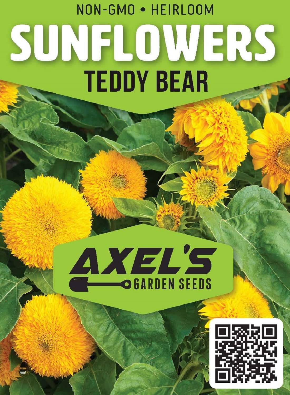 Dwarf Sunflower Seeds for Planting – Grow Teddy Bear Sun Flowers in Your Garden