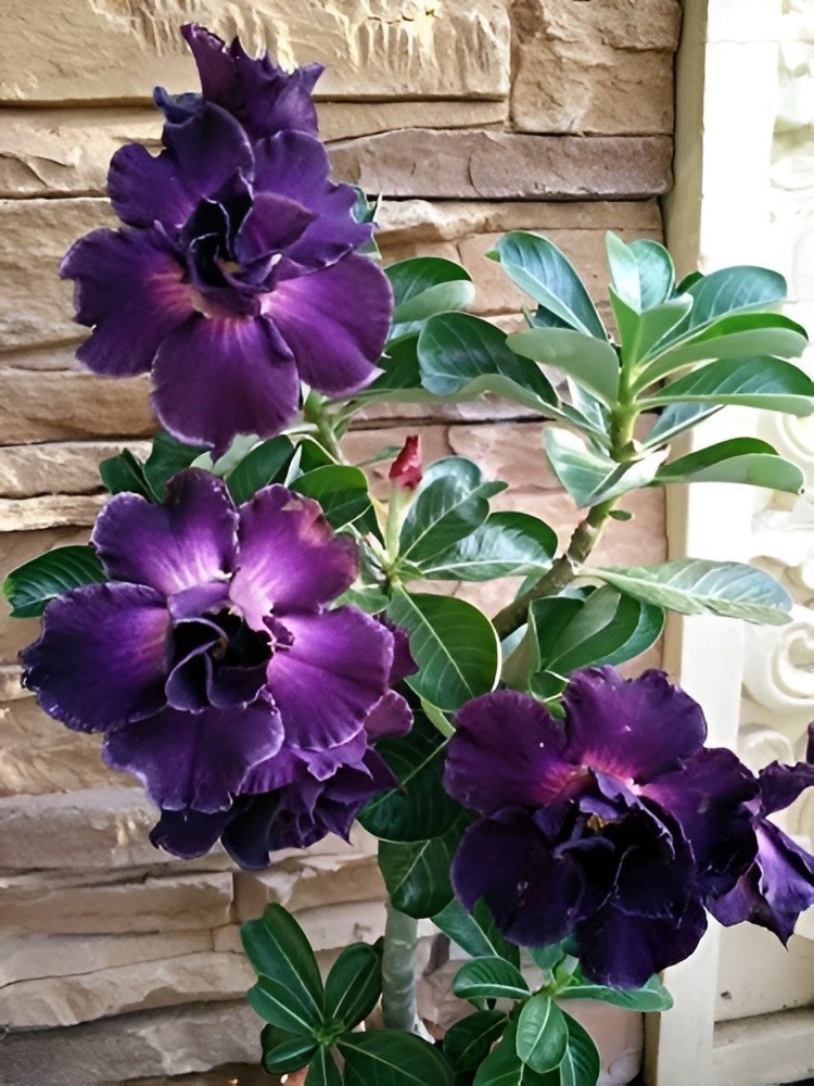 15+ “Twilight Bloom” Adenium obesum – Double White & Purple Desert Rose Seeds