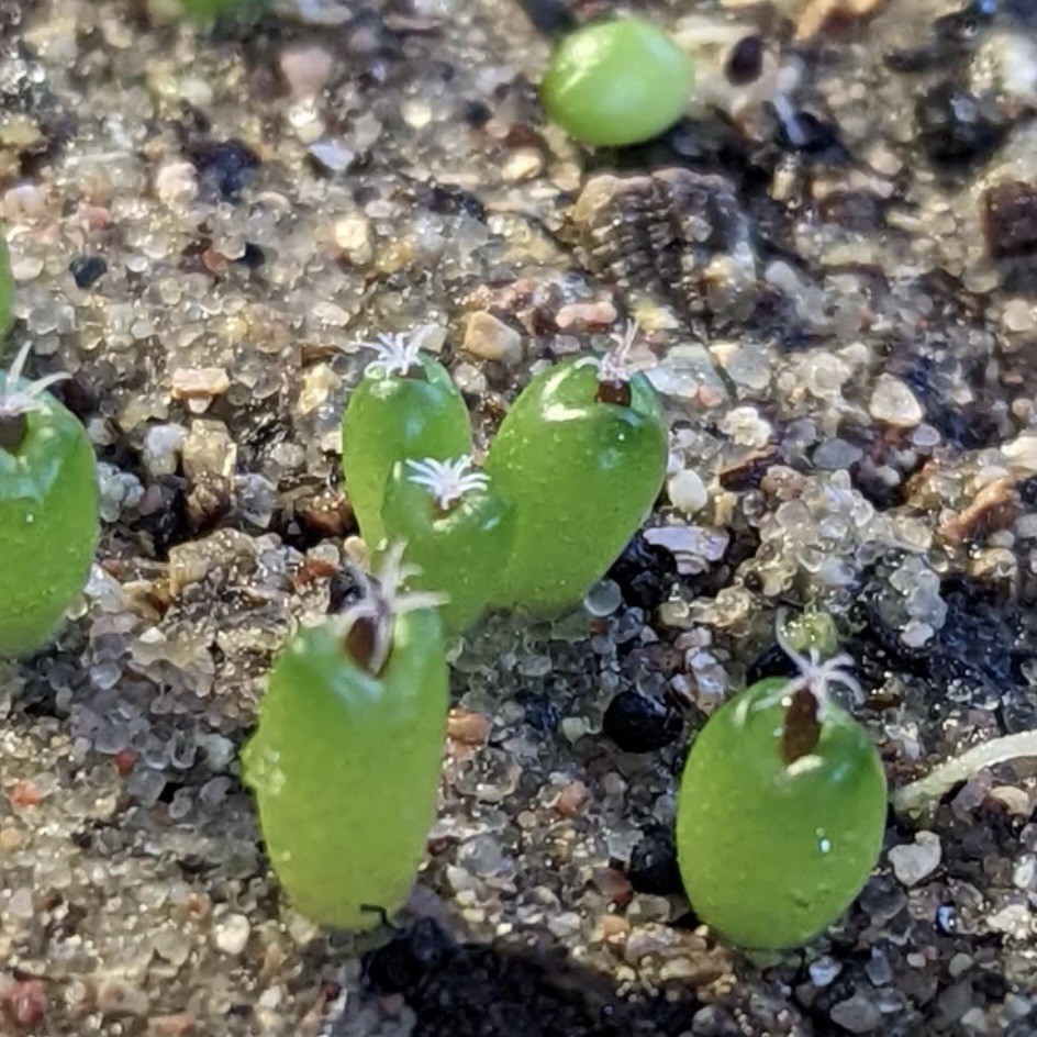 Ultra Rare SEEDS Copiapoa Cinerea v.“Melanohystrix” US SELLER LIMITED RESTOCK