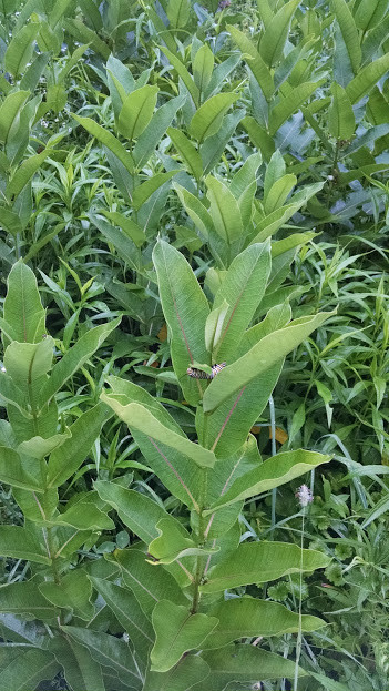 Milkweed Seeds (Common), Organic, Various Quantities, 2022 Crop 90% germination