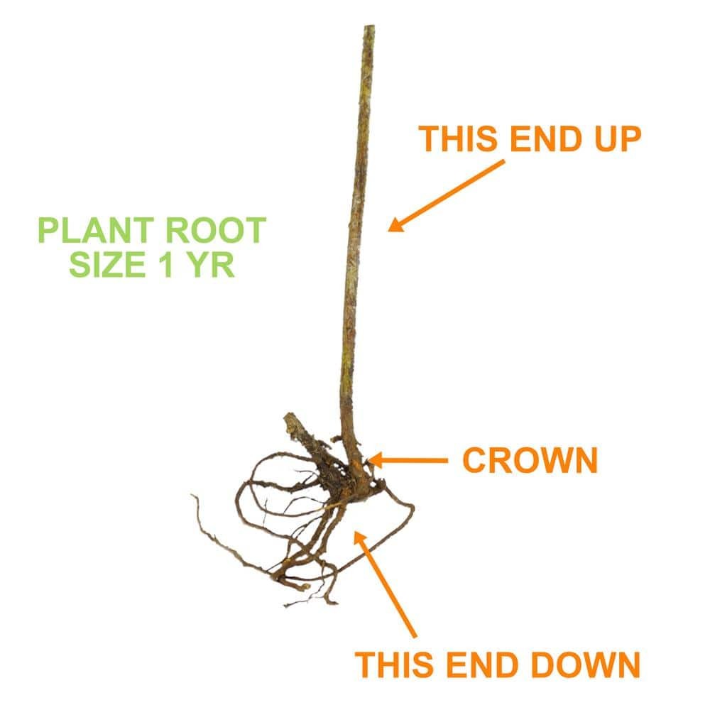 Blueberry Jersey Bare Root Live Plant, 1-Pack for Outdoor Gardening