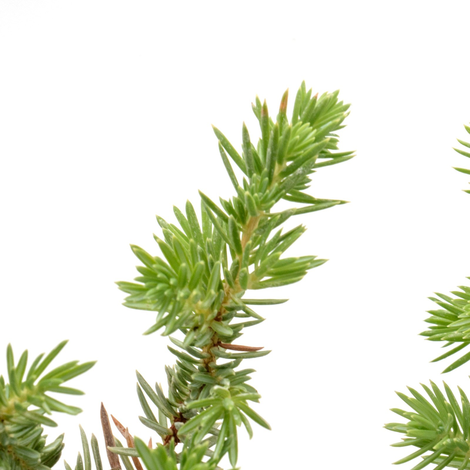 Blue Pacific Juniper in 3.5” Nursery Cubes (Juniperus conferta ‘Blue Pacific’)