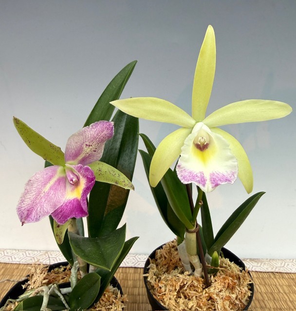 (742) B.nodosa ‘224088’ x Rlc Yen Corona ‘Green Genie’ MS