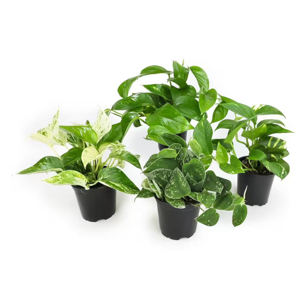 Easy Air Purifying Pothos Plants Live Indoor Houseplants Variety Pack, 4.25 In.