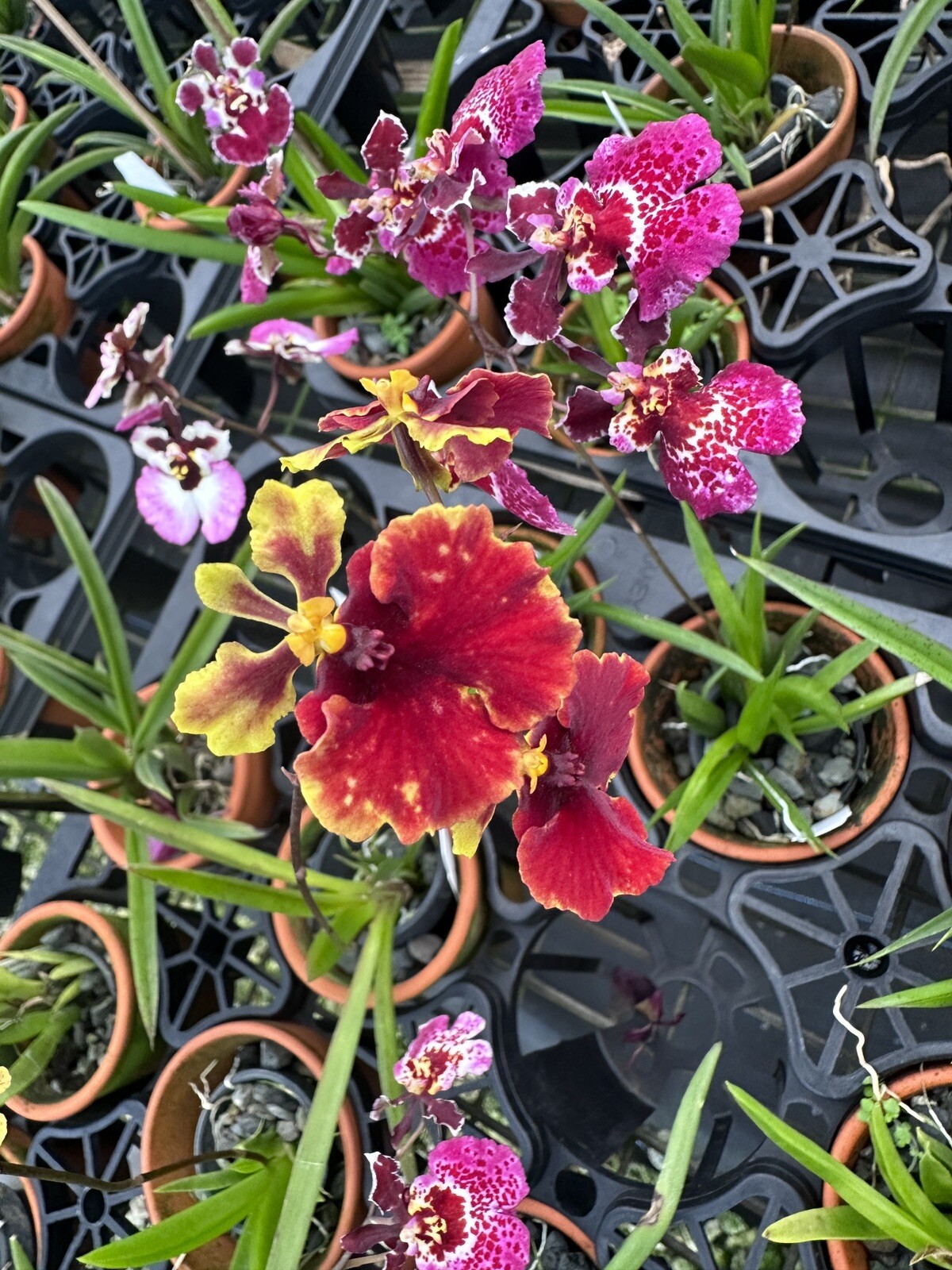 Three Different Tolumnia IN SPIKE! Equitant Orchid Plant Oncidium 3 Plants