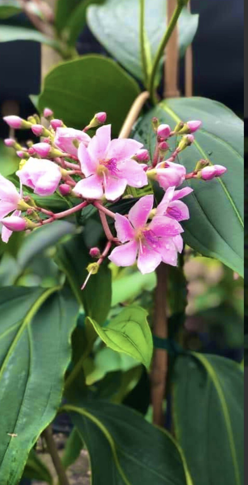 Medinilla Apoensis “Philippine Pink” Live Flowering Plant