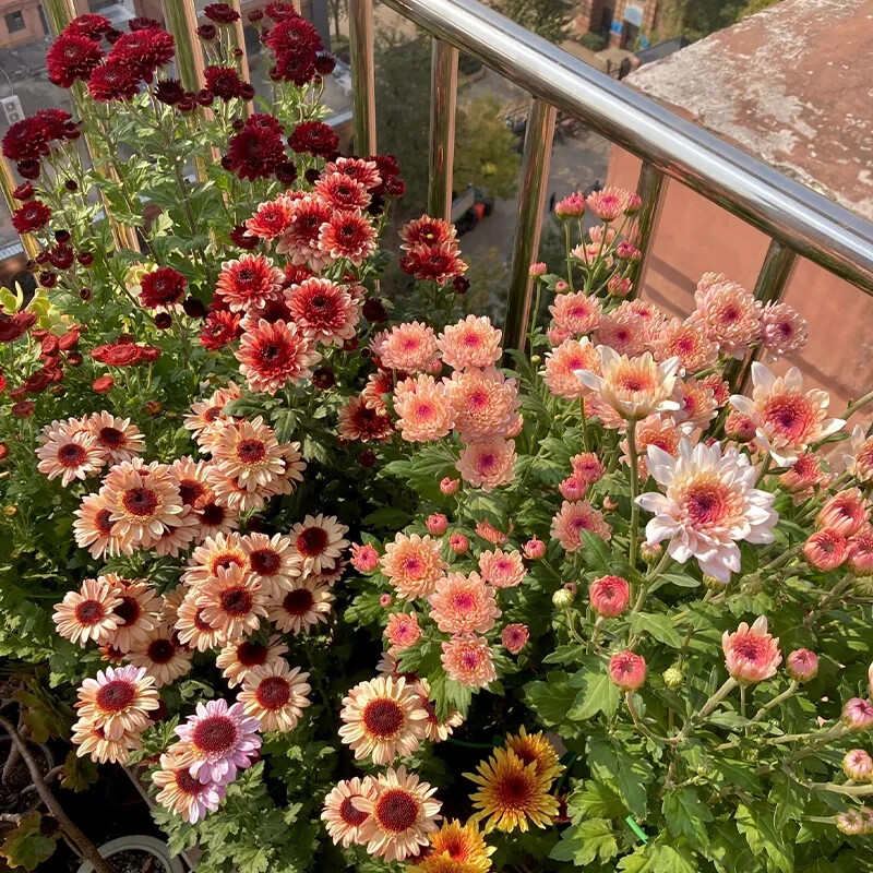 200 PCS Mixed Perennial Chrysanthemum Seeds.