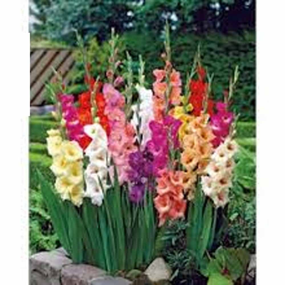 Gladiolus Flower Bulb/Corms, Mixed Bulbs Unique Garden Statement, Country Creek
