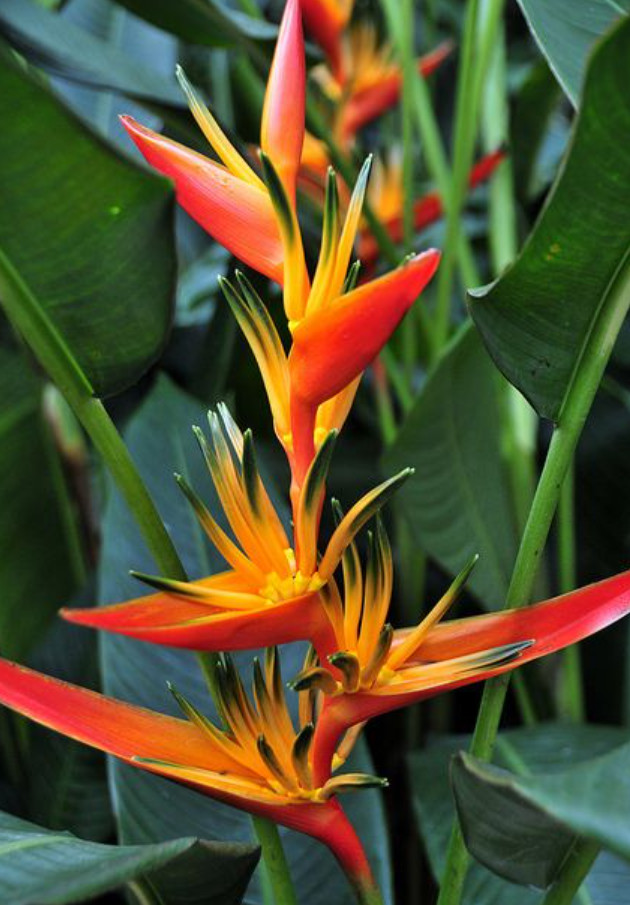 Set 2 Live Red Heliconia Rhizomes with Green & Yellow Center – Tropical Flower