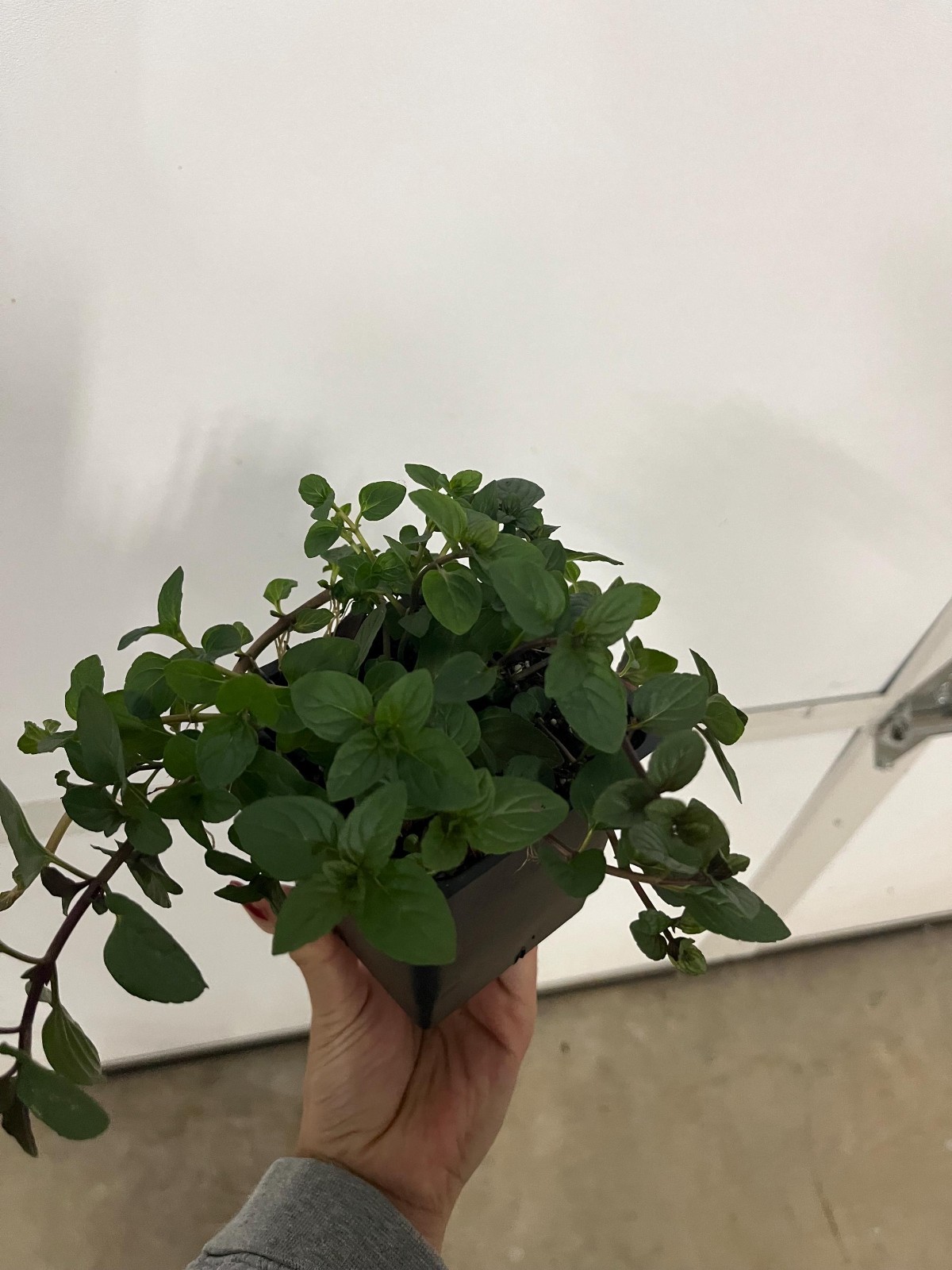 Peppermint (Mentha × piperita) in 4” in Pot