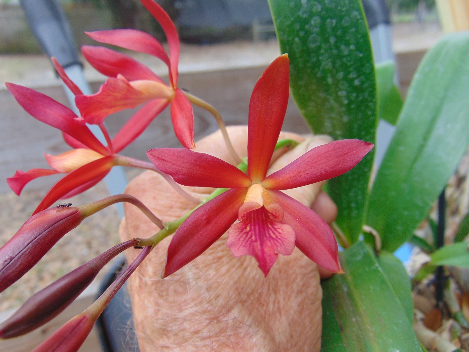 Eny. Charlie Brown FLOWERS 6″ pot HUGE PLANT 6/20/26