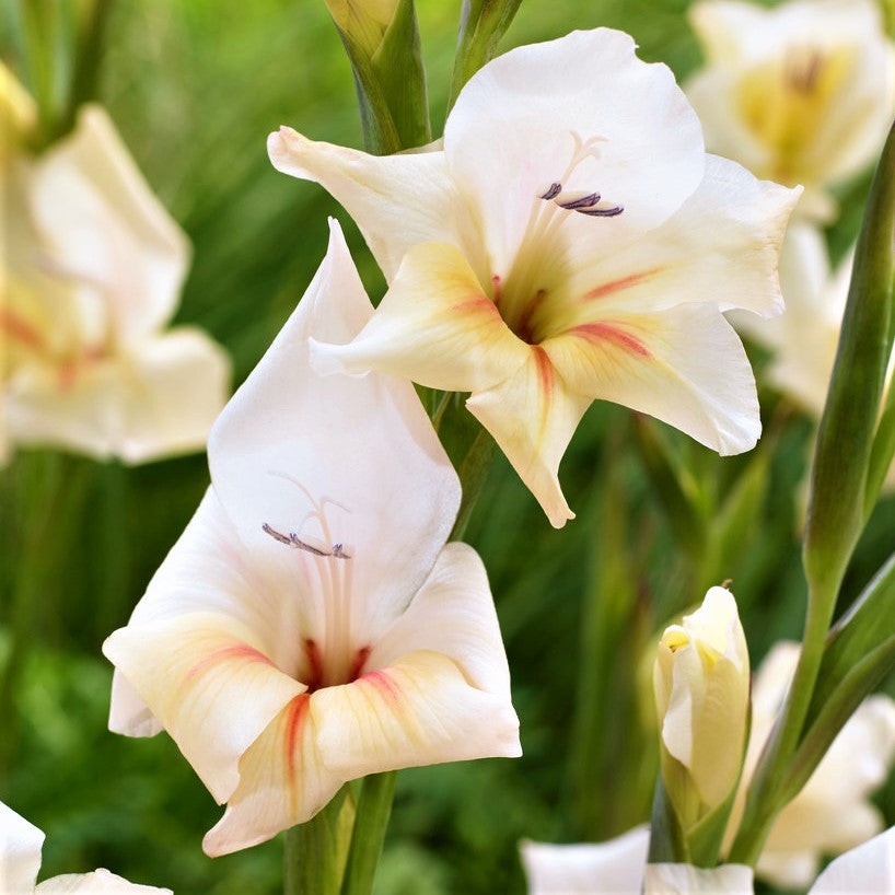 Hardy Gladiolus Nanus Easy to Grow Mix 30 Plant Bulbs, Spring to Summer Flowers