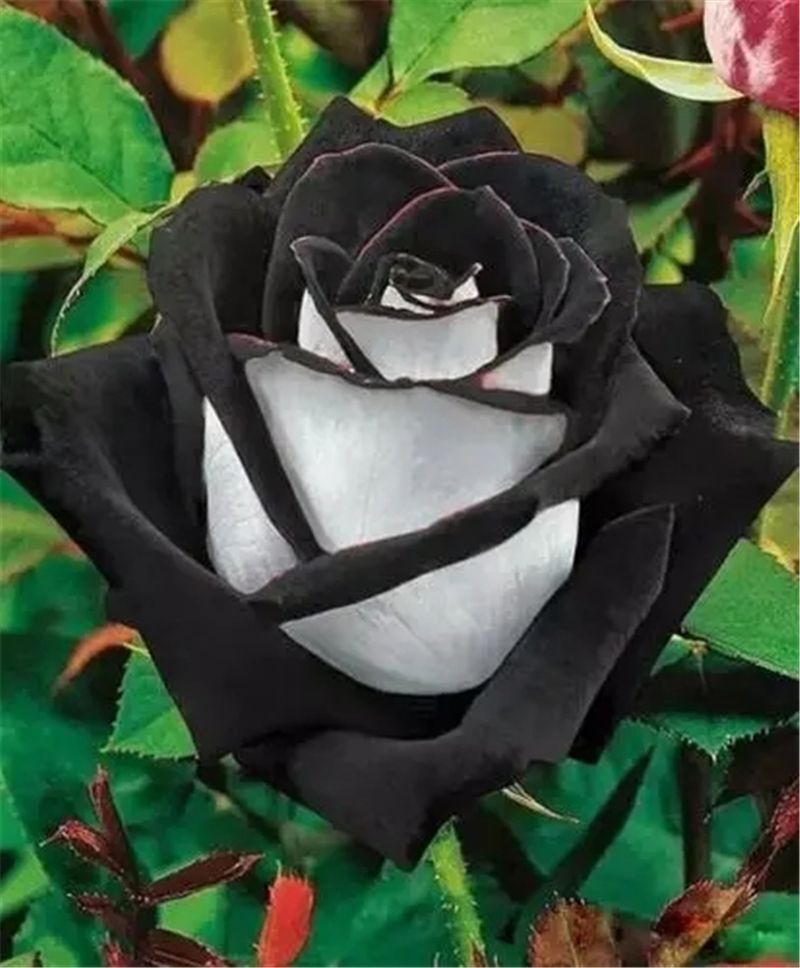 25pc ROSE SEEDS Garden Plant Flower Nursery rare exotic USA seller FREE shipping
