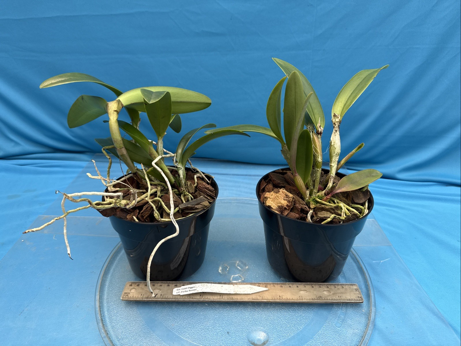 Cattlianthe Gold Digger X C. Pirika Sunset Orange Yellow Orchid Eros Hybrid 6”