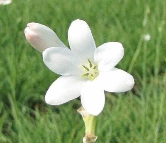 2 “Mexican Single” Single Polianthes Tuberose bulb – Top Size – US Seller