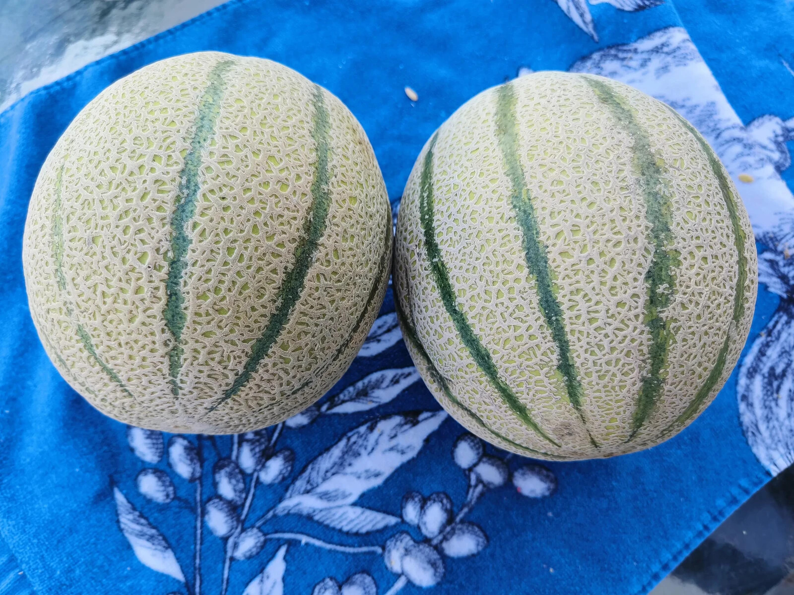 50 Super Sweet Tuscan Cantaloupe Seeds – Free Shipping – The Italian Stallion