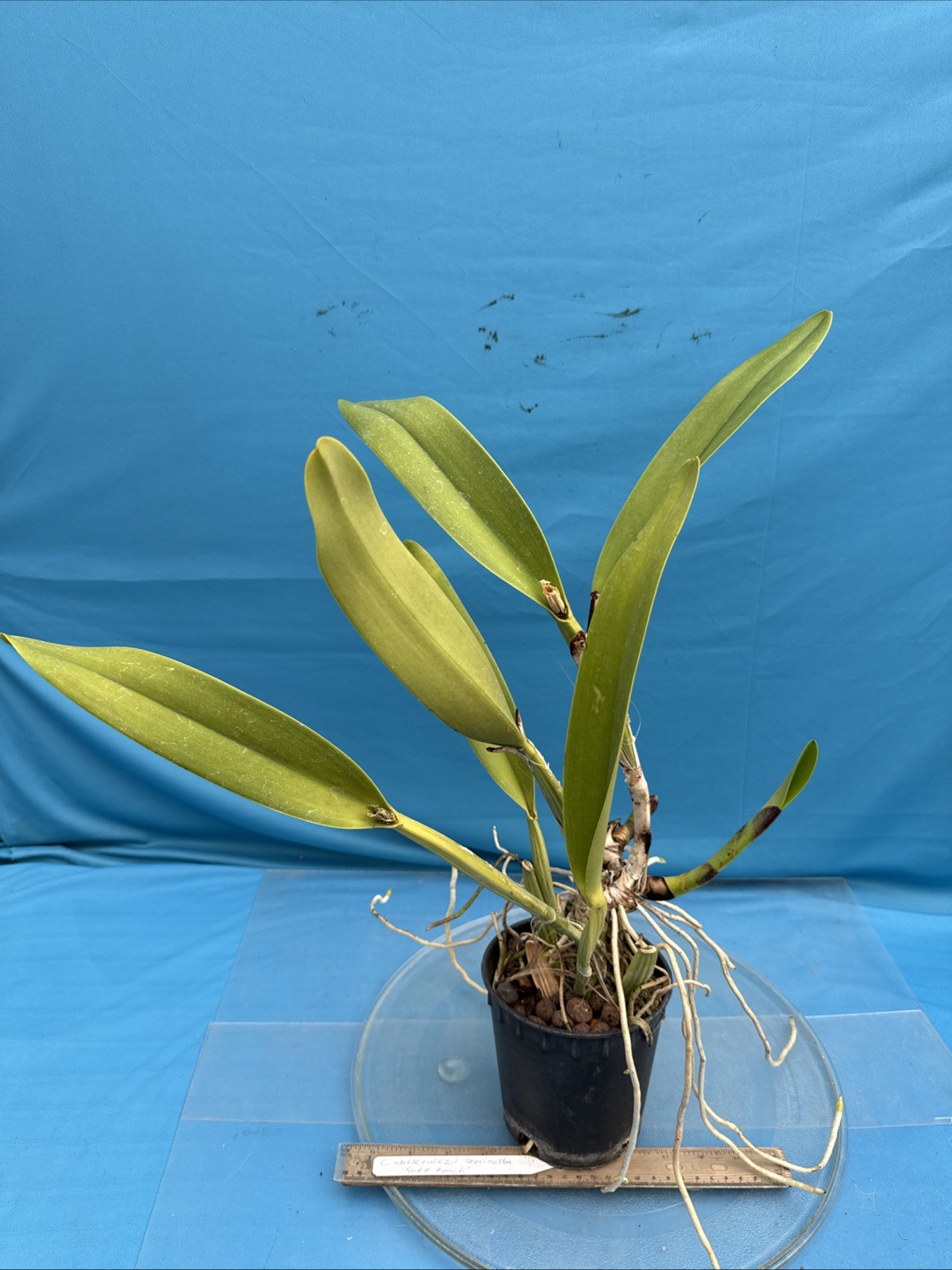 Cattleya warscewiczii S/A Purple White ‘Soft Touch’ Orchid Eros Species 5.5” Pot