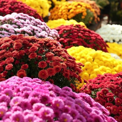 500+ Mixed Color Chrysanthemum Seeds for Planting – Hardy Garden Flower Seeds