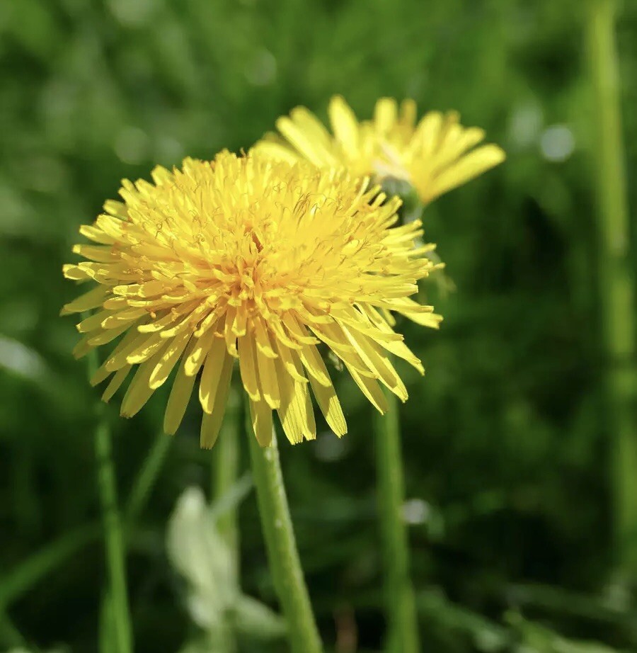 250++ Dandelion Seeds – Taraxacum officinale Seeds – Medicinal and Edible Herb