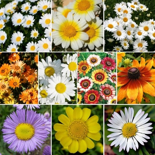Daisy Wildflower Seed Mix, 10 Daisy Species, Variety Packet Sizes, FREE SHIPPING