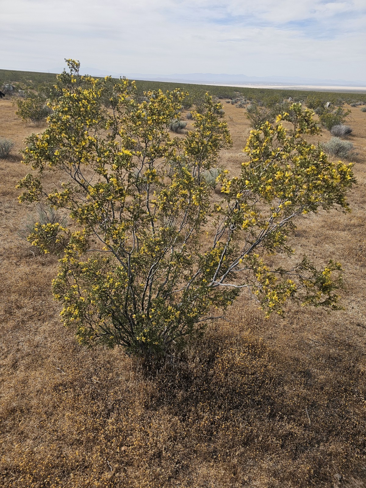 Creosote Bush (Larrea tridentata) Fresh picked branches, 3 lbs; [Farmed]