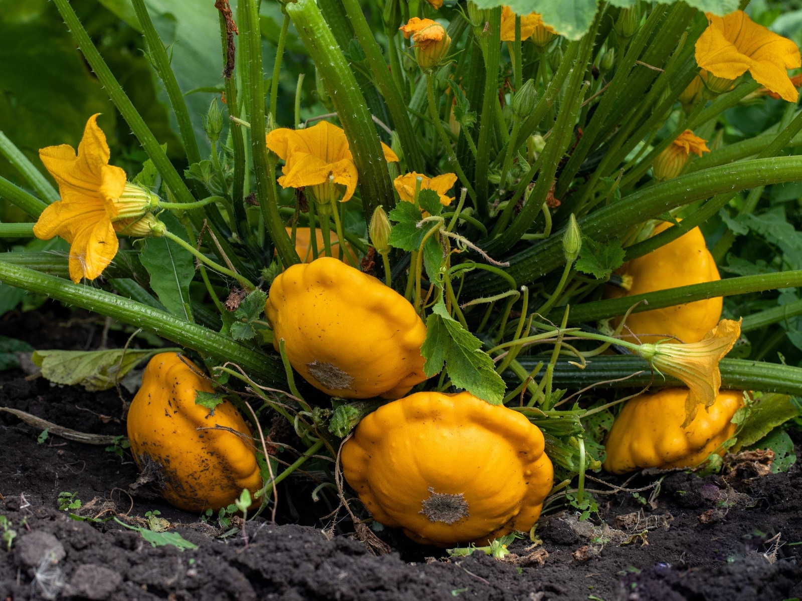 10 Golden YELLOW Bush SCALLOP SQUASH Patty Pan Cucurbita Pepo Vegetable Seeds