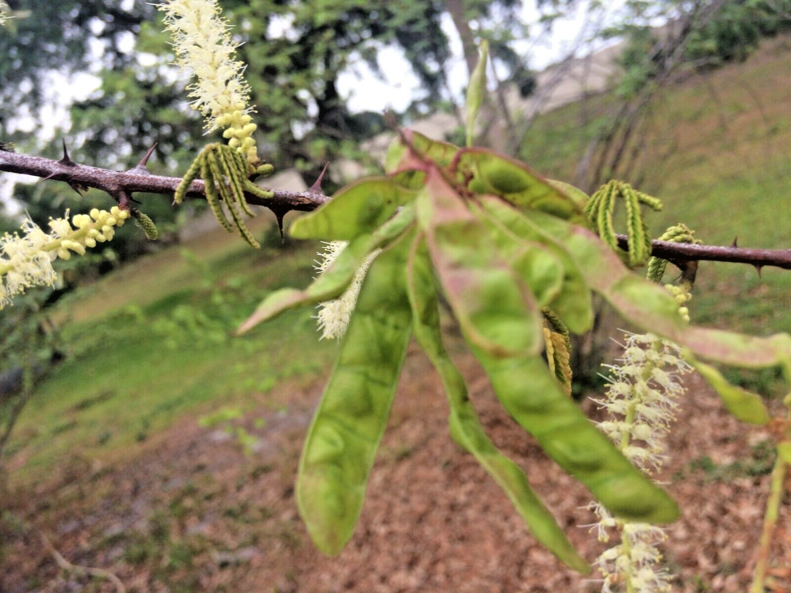 Mimosa Tenuiflora Seeds Pods – 15 Seeds – 2024 Season